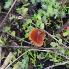Unverified Cap on a stem; gills below cap [mushrooms or mushroom-like] at Albury, NSW - 29 May 2022 by KylieWaldon