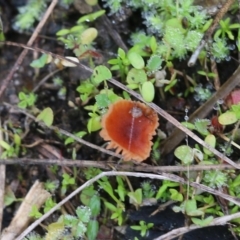 Unidentified Cap on a stem; gills below cap [mushrooms or mushroom-like] at Albury - 29 May 2022 by KylieWaldon