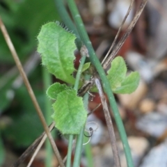 Hypochaeris glabra (Smooth Catsear) at Nail Can Hill - 29 May 2022 by KylieWaldon