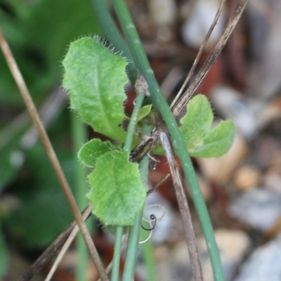 Hypochaeris glabra (Smooth Catsear) at Nail Can Hill - 29 May 2022 by KylieWaldon