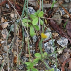 Hypochaeris glabra at Albury, NSW - 29 May 2022 10:26 AM