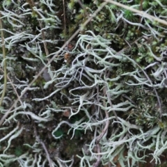 Unidentified Moss, Lichen, Liverwort, etc at Albury, NSW - 29 May 2022 by KylieWaldon