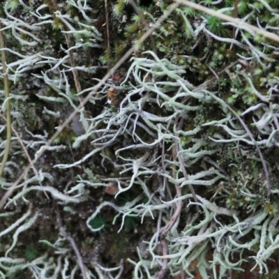 Unidentified Lichen, Moss or other Bryophyte at Albury, NSW - 29 May 2022 by KylieWaldon