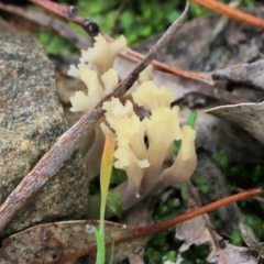 Unidentified Coralloid fungus, markedly branched at Albury - 29 May 2022 by KylieWaldon