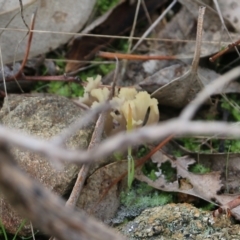 Clavulina sp. at Albury, NSW - 29 May 2022