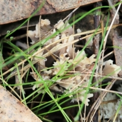 Clavulina sp. at Albury, NSW - 29 May 2022