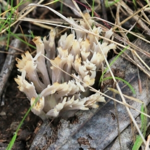 Clavulina sp. at Albury, NSW - 29 May 2022