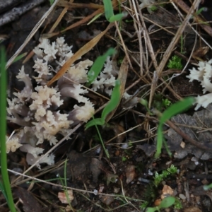 Clavulina sp. at Albury, NSW - 29 May 2022