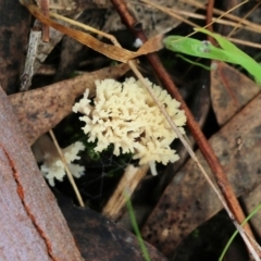 Unidentified Coralloid fungus, markedly branched at Nail Can Hill - 29 May 2022 by KylieWaldon