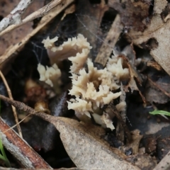 Unidentified Coralloid fungus, markedly branched at Albury, NSW - 29 May 2022 by KylieWaldon