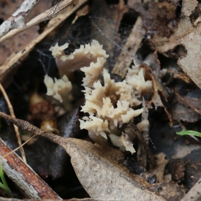 Unidentified Coralloid fungus, markedly branched at Albury - 29 May 2022 by KylieWaldon