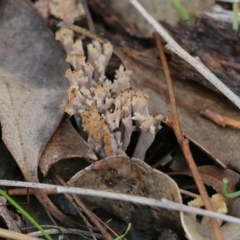 Clavulina sp. at Albury, NSW - 29 May 2022 10:46 AM