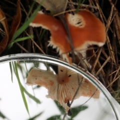 Unidentified Cap on a stem; gills below cap [mushrooms or mushroom-like] at Nail Can Hill - 29 May 2022 by KylieWaldon