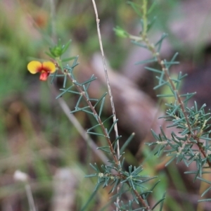 Dillwynia rudis at Albury, NSW - 29 May 2022 10:48 AM