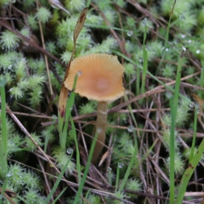 Unidentified Cap on a stem; gills below cap [mushrooms or mushroom-like] at Nail Can Hill - 29 May 2022 by KylieWaldon