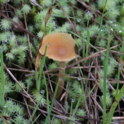 Unidentified Cap on a stem; gills below cap [mushrooms or mushroom-like] at Albury, NSW - 29 May 2022 by KylieWaldon