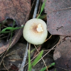Unidentified Cap on a stem; gills below cap [mushrooms or mushroom-like] at Nail Can Hill - 29 May 2022 by KylieWaldon