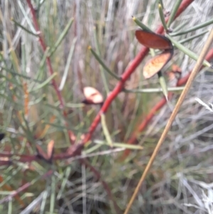 Hakea microcarpa at Rendezvous Creek, ACT - 29 May 2022