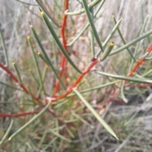 Hakea microcarpa at Rendezvous Creek, ACT - 29 May 2022