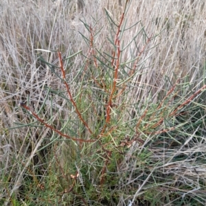 Hakea microcarpa at Rendezvous Creek, ACT - 29 May 2022