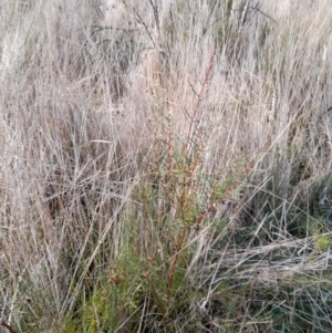 Hakea microcarpa at Rendezvous Creek, ACT - 29 May 2022