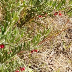 Grevillea lanigera at Rendezvous Creek, ACT - 29 May 2022