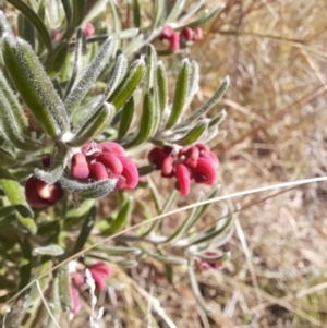 Grevillea lanigera at Rendezvous Creek, ACT - 29 May 2022