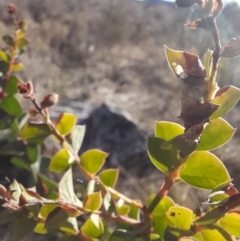 Acacia pravissima (Wedge-leaved Wattle, Ovens Wattle) at Rendezvous Creek, ACT - 29 May 2022 by VanceLawrence