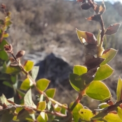 Acacia pravissima at Rendezvous Creek, ACT - 29 May 2022 02:34 PM