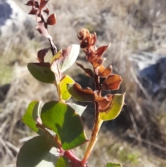 Acacia pravissima at Rendezvous Creek, ACT - 29 May 2022 02:34 PM