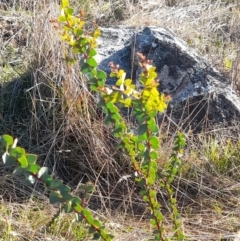 Acacia pravissima at Rendezvous Creek, ACT - 29 May 2022
