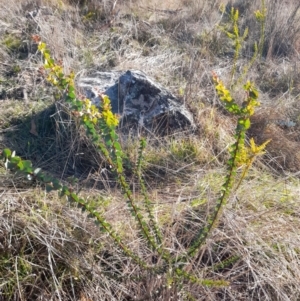 Acacia pravissima at Rendezvous Creek, ACT - 29 May 2022 02:34 PM