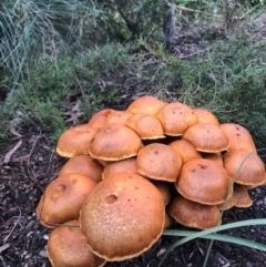 zz agaric (stem; gills not white/cream) at Jerrabomberra, NSW - 28 May 2022 by LizO