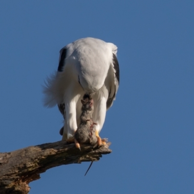 Elanus axillaris (Black-shouldered Kite) at Jerrabomberra Wetlands - 29 May 2022 by rawshorty