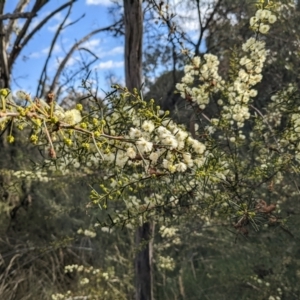 Acacia genistifolia at Watson, ACT - 29 May 2022