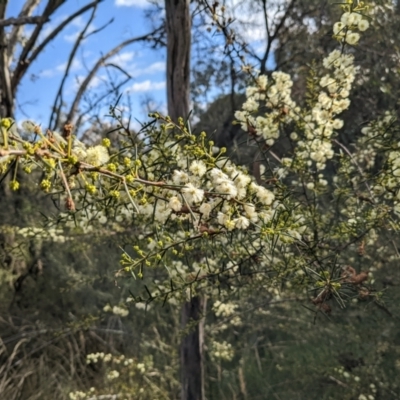 Acacia genistifolia (Early Wattle) at Mount Majura - 29 May 2022 by abread111