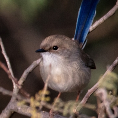 Malurus cyaneus (Superb Fairywren) at Tidbinbilla Nature Reserve - 29 May 2022 by Boagshoags