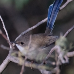 Malurus cyaneus at Paddys River, ACT - 29 May 2022