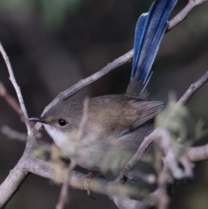 Malurus cyaneus at Paddys River, ACT - 29 May 2022