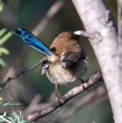 Malurus cyaneus at Paddys River, ACT - 29 May 2022