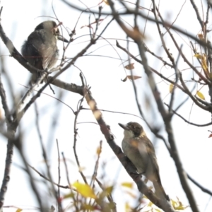 Cracticus torquatus at Higgins, ACT - 20 May 2022