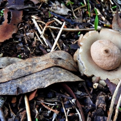 Geastrum sp. (Geastrum sp.) at Crooked Corner, NSW - 13 May 2022 by Milly