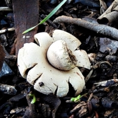 Geastrum sp. at Crooked Corner, NSW - 13 May 2022