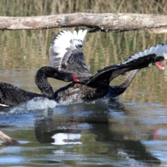 Cygnus atratus (Black Swan) at Monash, ACT - 29 May 2022 by RodDeb