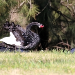 Cygnus atratus at Monash, ACT - 29 May 2022