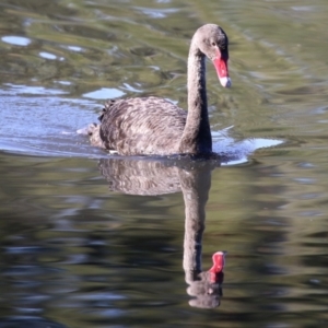 Cygnus atratus at Monash, ACT - 29 May 2022