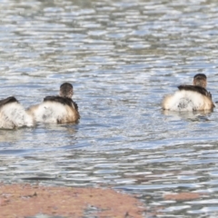 Tachybaptus novaehollandiae at Belconnen, ACT - 18 May 2022