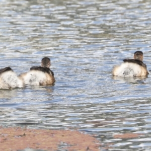 Tachybaptus novaehollandiae at Belconnen, ACT - 18 May 2022