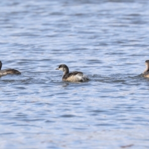 Tachybaptus novaehollandiae at Belconnen, ACT - 18 May 2022