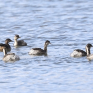 Tachybaptus novaehollandiae at Belconnen, ACT - 18 May 2022